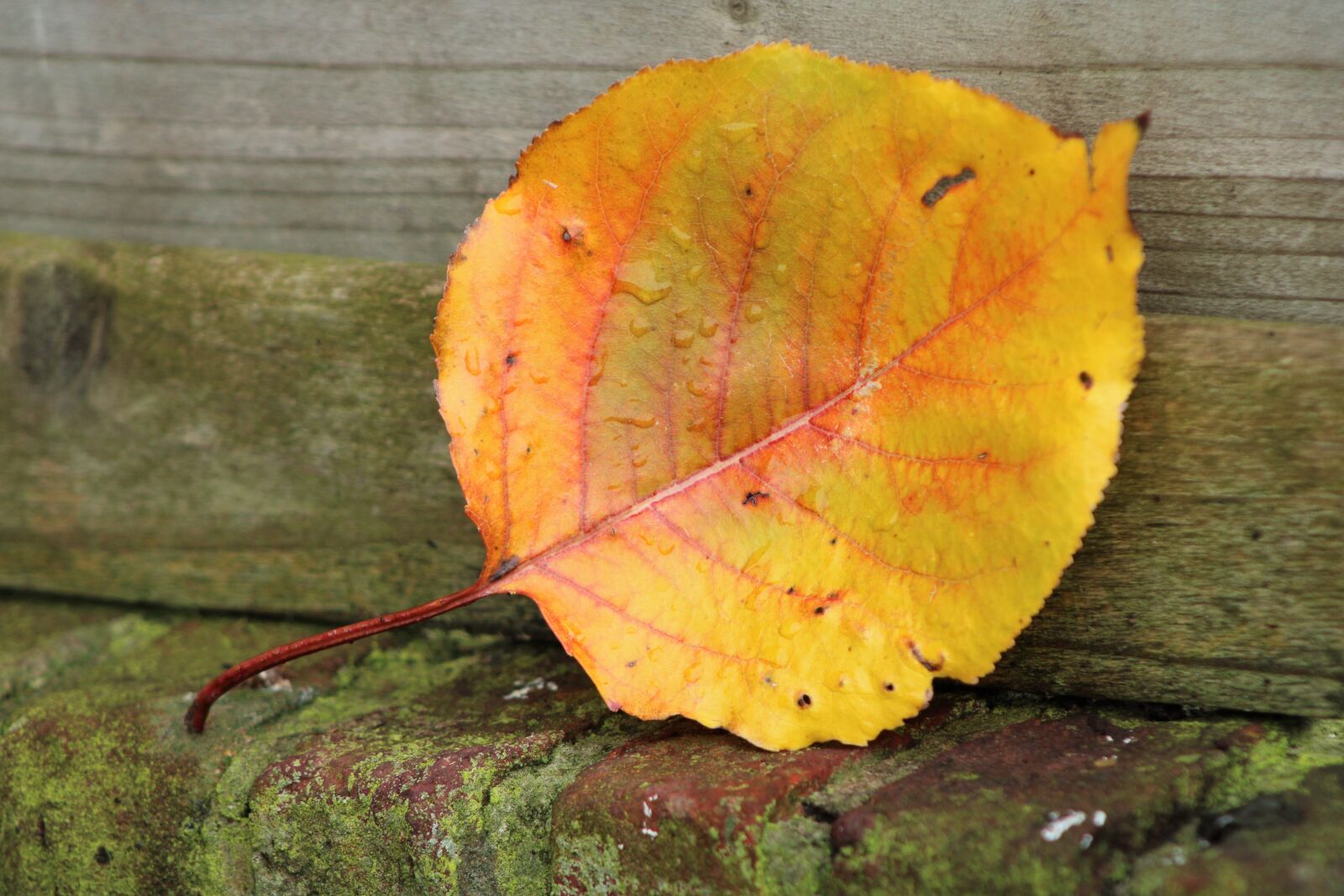 Canon EOS 2000D (EOS Rebel T7 / EOS Kiss X90 / EOS 1500D) sample photo. Leaves, autumn, water drop photography