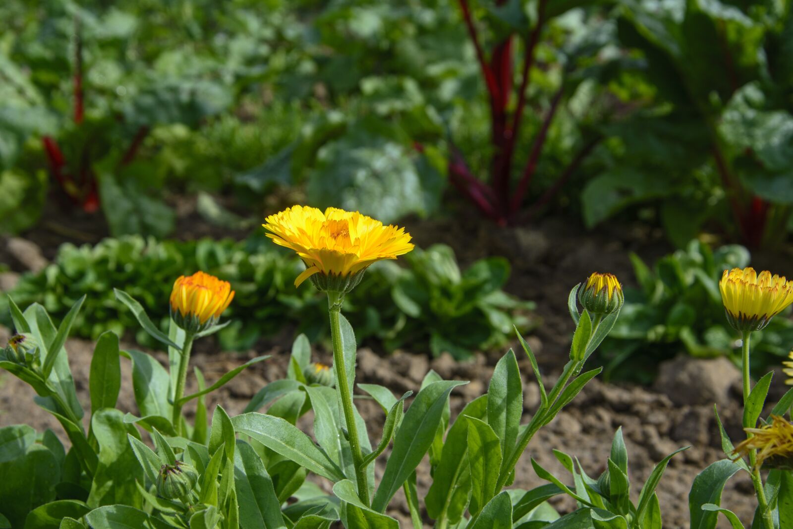 Nikon D7100 sample photo. Marigold, vegetable growing, garden photography