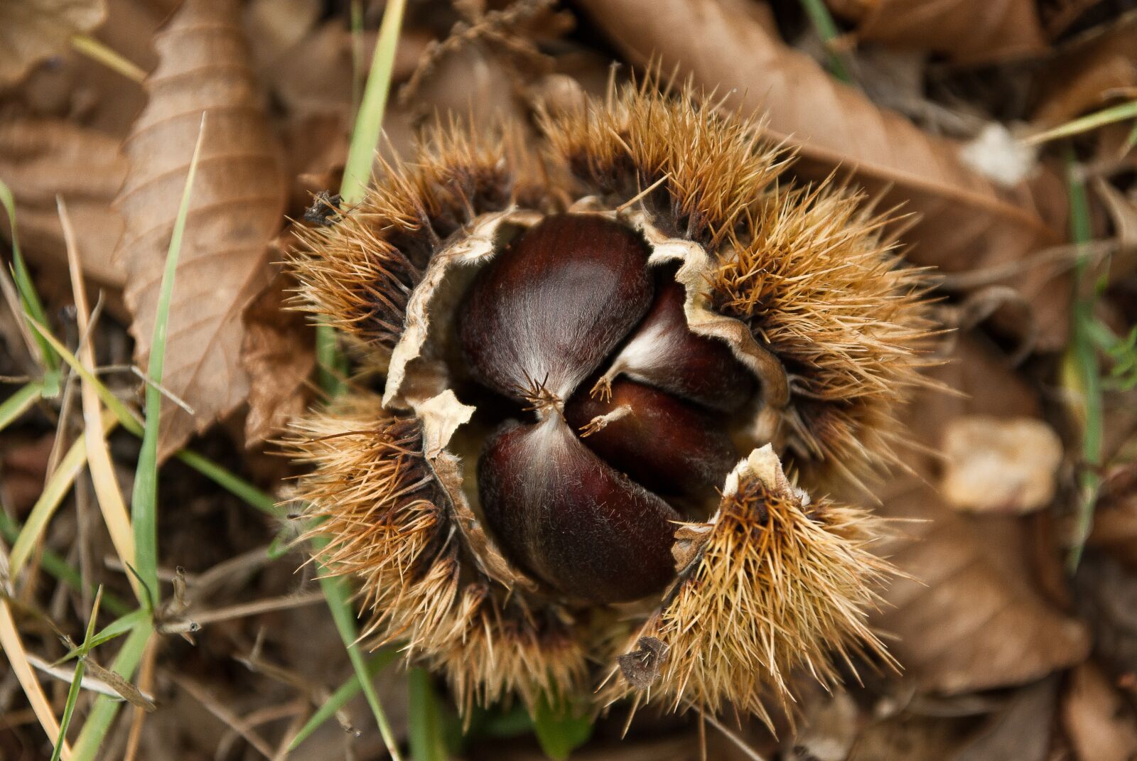 Pentax K10D sample photo. Chestnuts, chestnut, quills photography