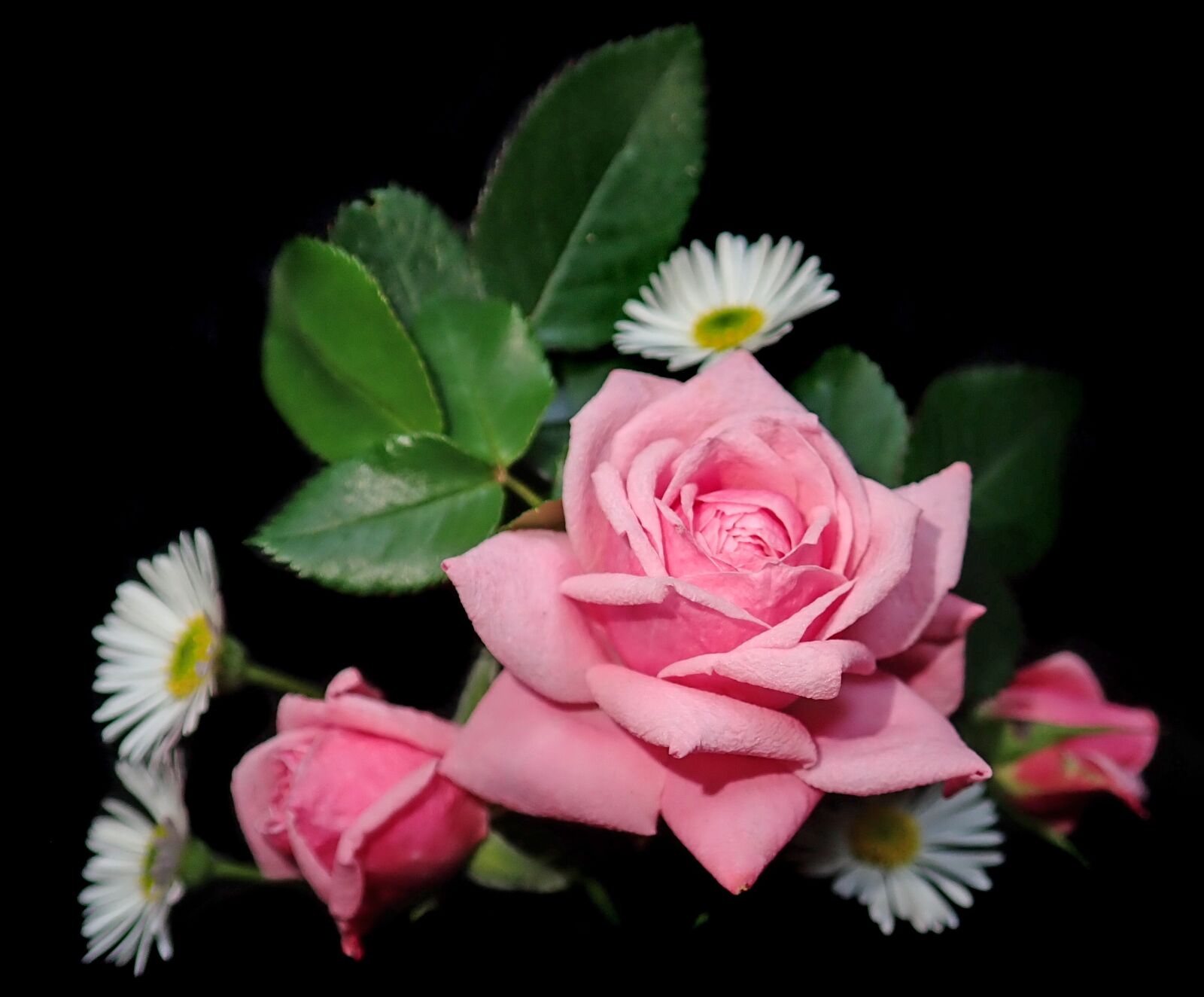 Olympus TG-5 sample photo. Flowers, pink, roses photography