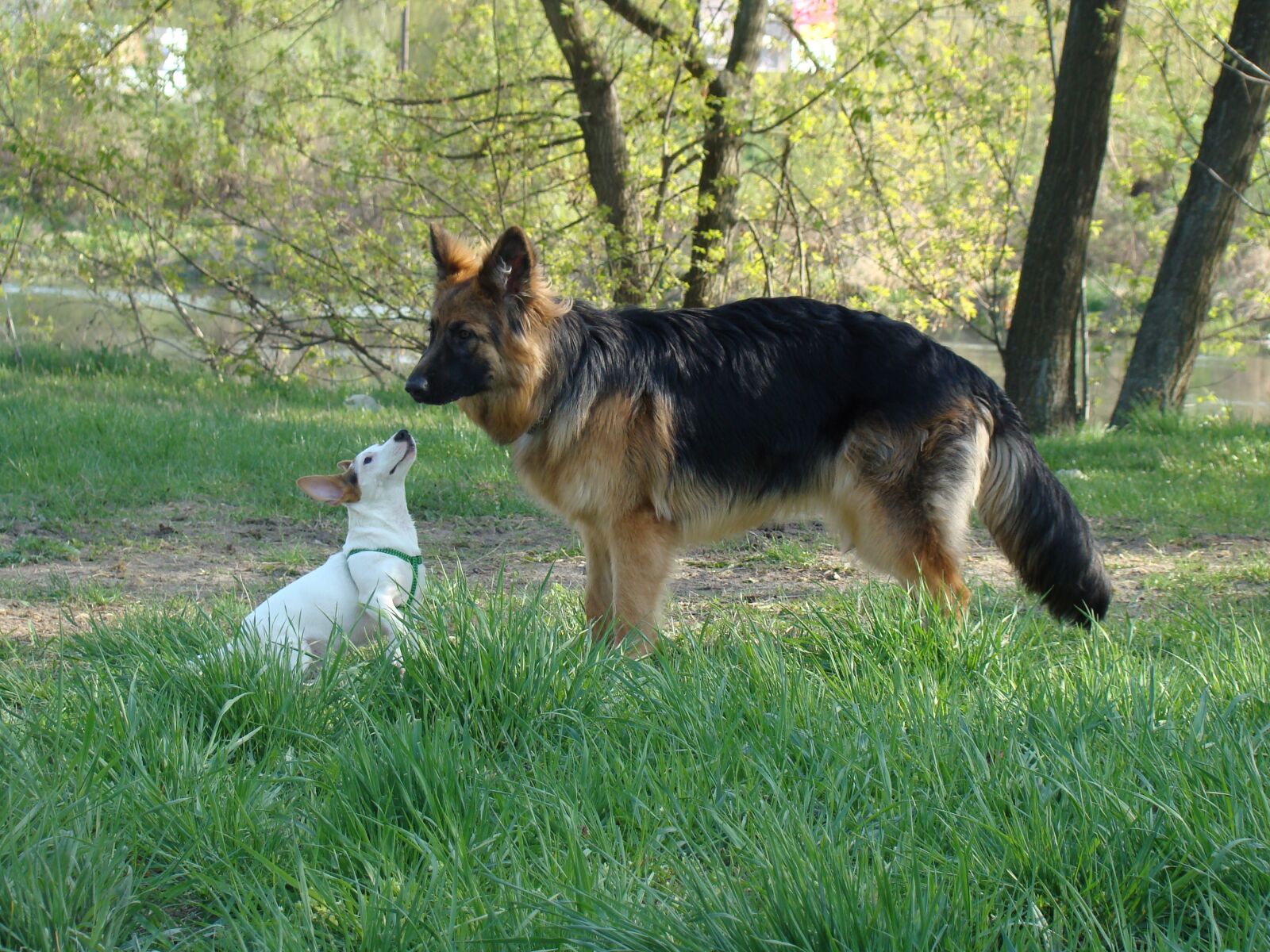 Sony DSC-H7 sample photo. Dog, animal, friends photography