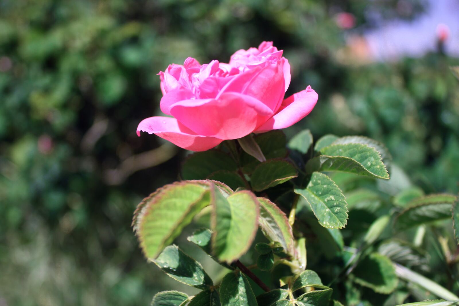 Canon EOS 500D (EOS Rebel T1i / EOS Kiss X3) sample photo. Rose, roses, pink photography