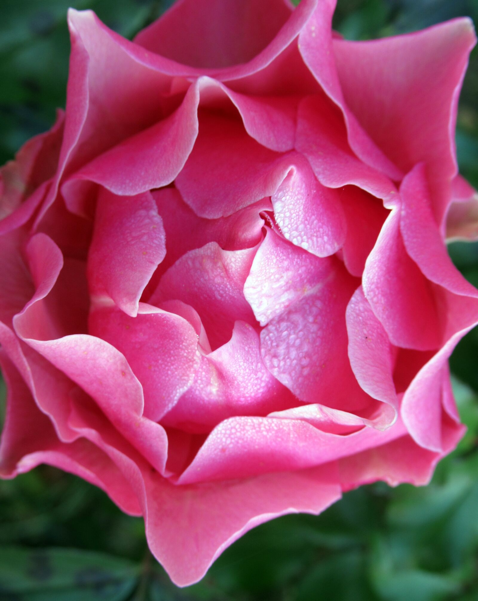 Canon PowerShot SX620 HS sample photo. Garden, rose, dew photography