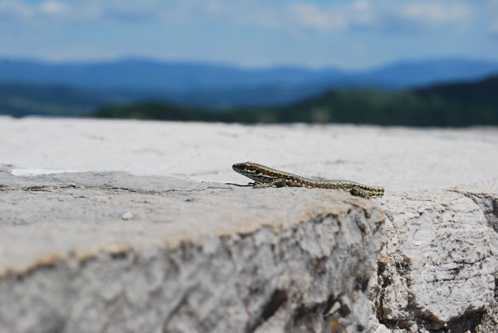 Nikon D60 sample photo. Lizard, wall, stone photography