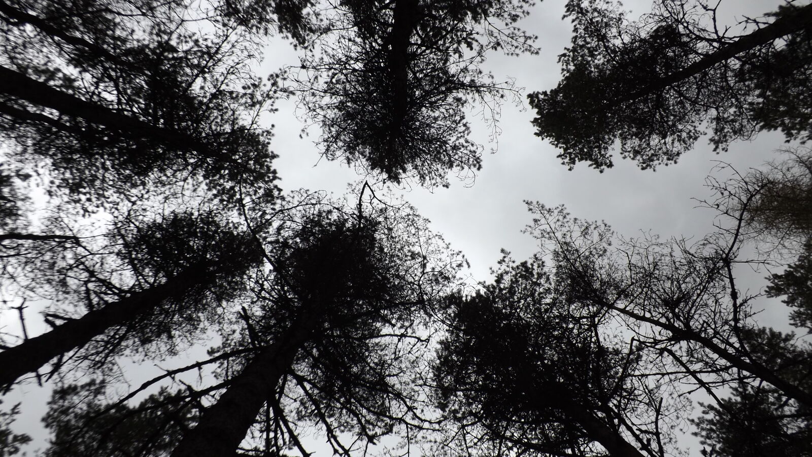Fujifilm FinePix S4500 sample photo. Cloudy, sky, fir, trees photography