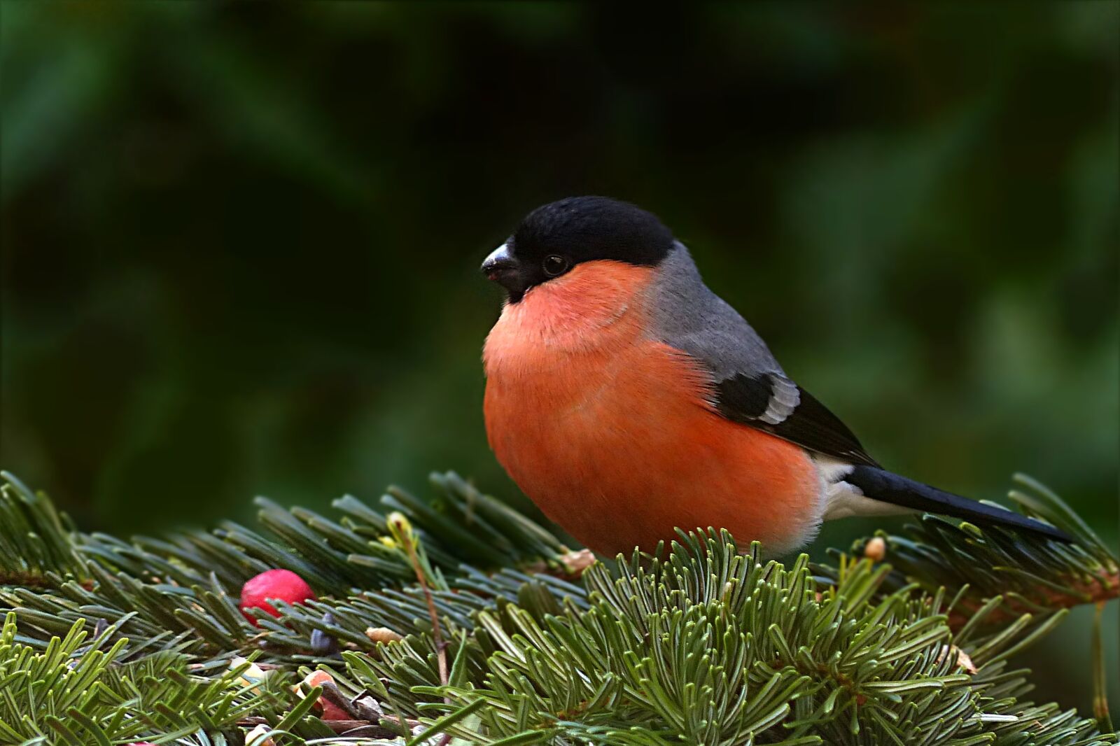 Panasonic Lumix DMC-FZ200 sample photo. Bird, bullfinch, males photography