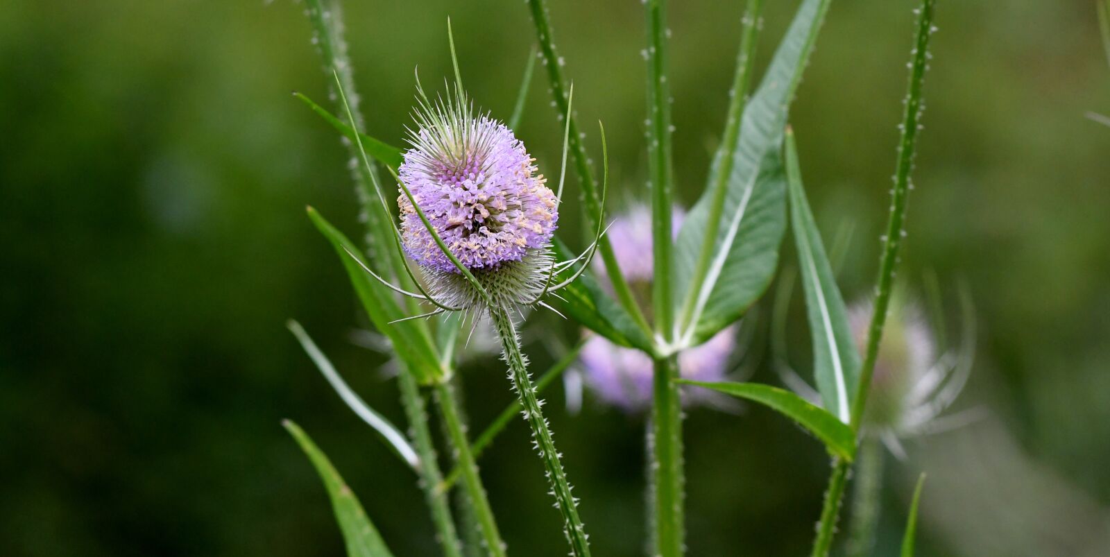 Nikon D500 sample photo. Thistles, plant, bloom photography