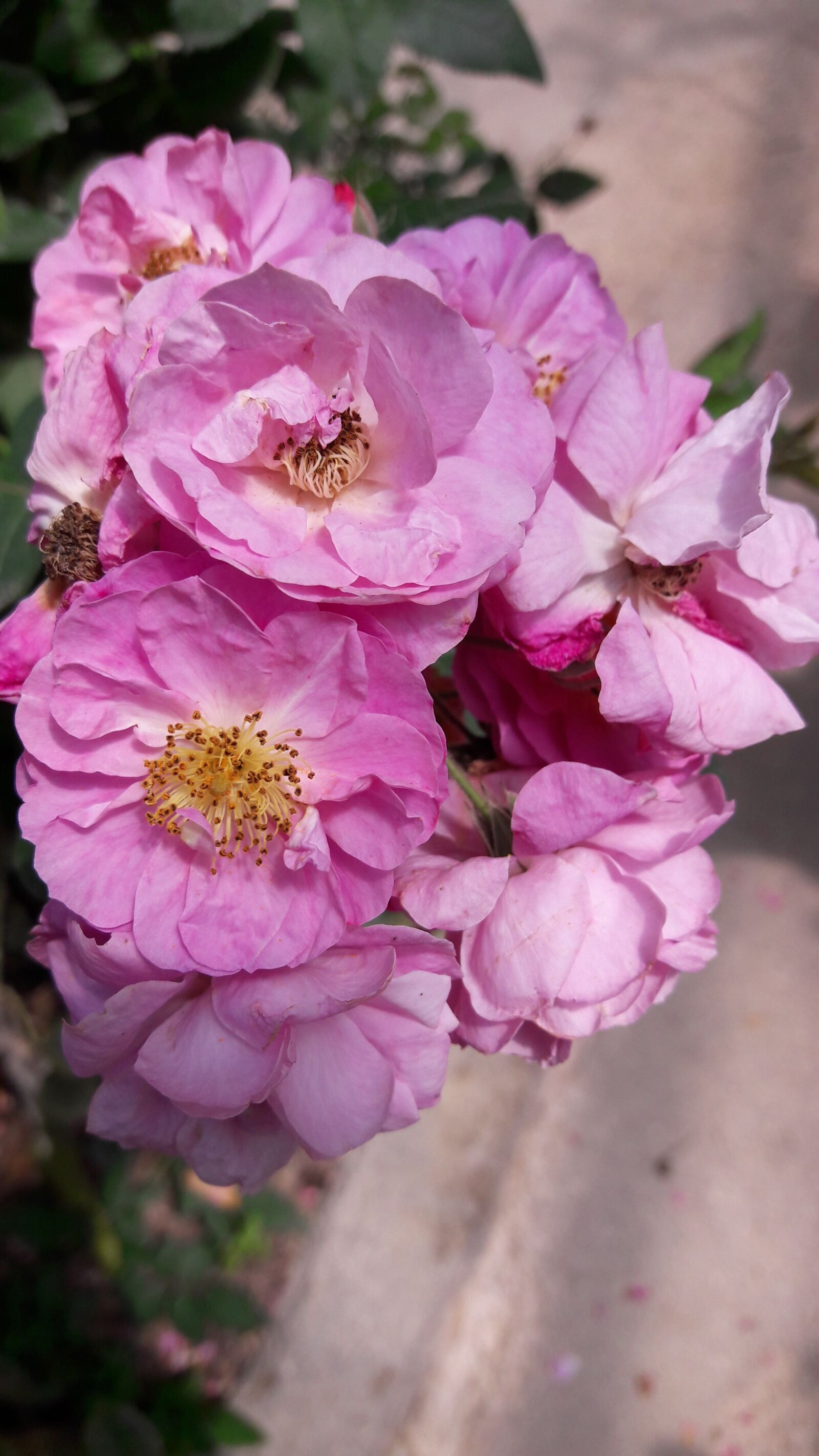 Samsung Galaxy A5(2016) sample photo. Flower, flora, nature photography