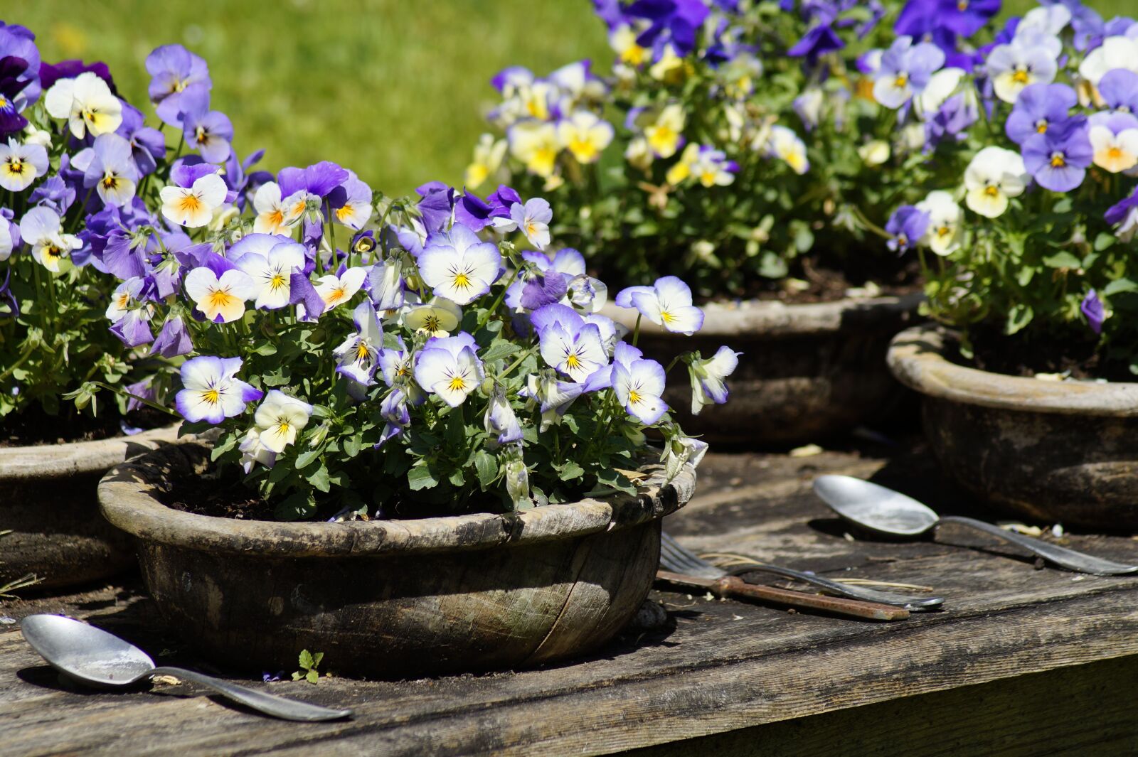 Sony SLT-A58 sample photo. Table, nature, flowers photography