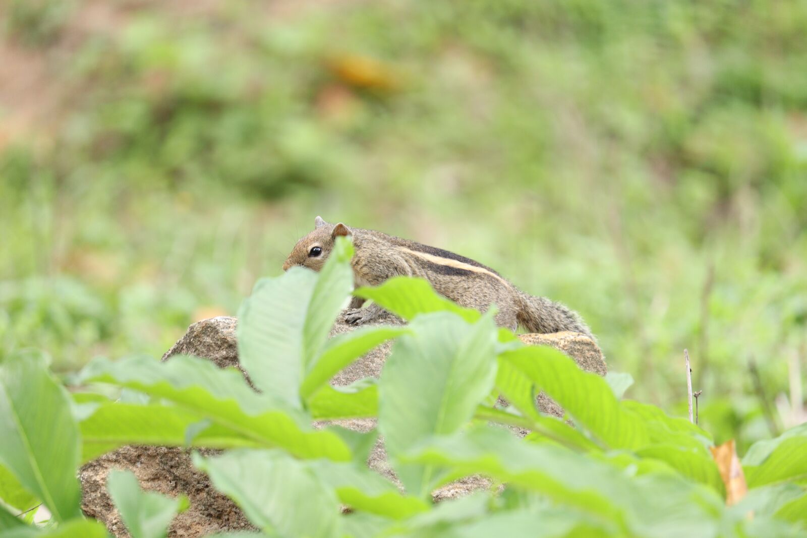 Canon EOS 250D (EOS Rebel SL3 / EOS Kiss X10 / EOS 200D II) sample photo. Squirrel, nature, outdoor photography