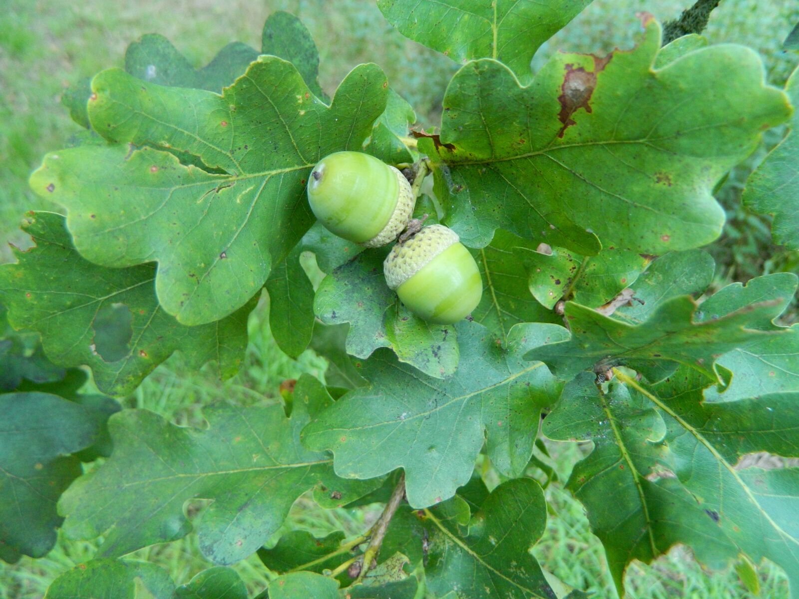 Nikon Coolpix L120 sample photo. Nature, acorns, leaves photography