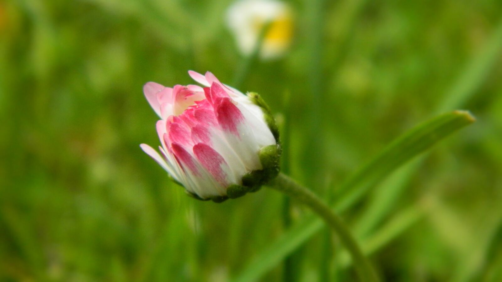Nikon Coolpix L120 sample photo. Daisy, meadow, flower photography