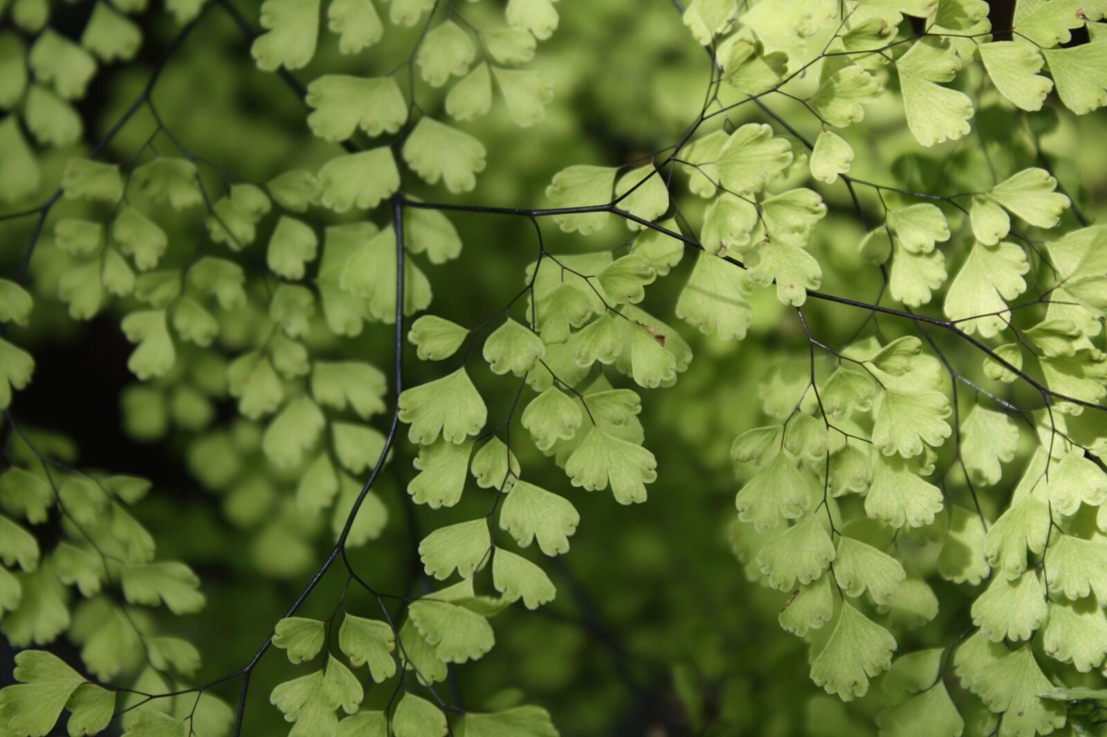 Canon EOS 450D (EOS Rebel XSi / EOS Kiss X2) sample photo. Maidenhair fern, houseplant, green photography