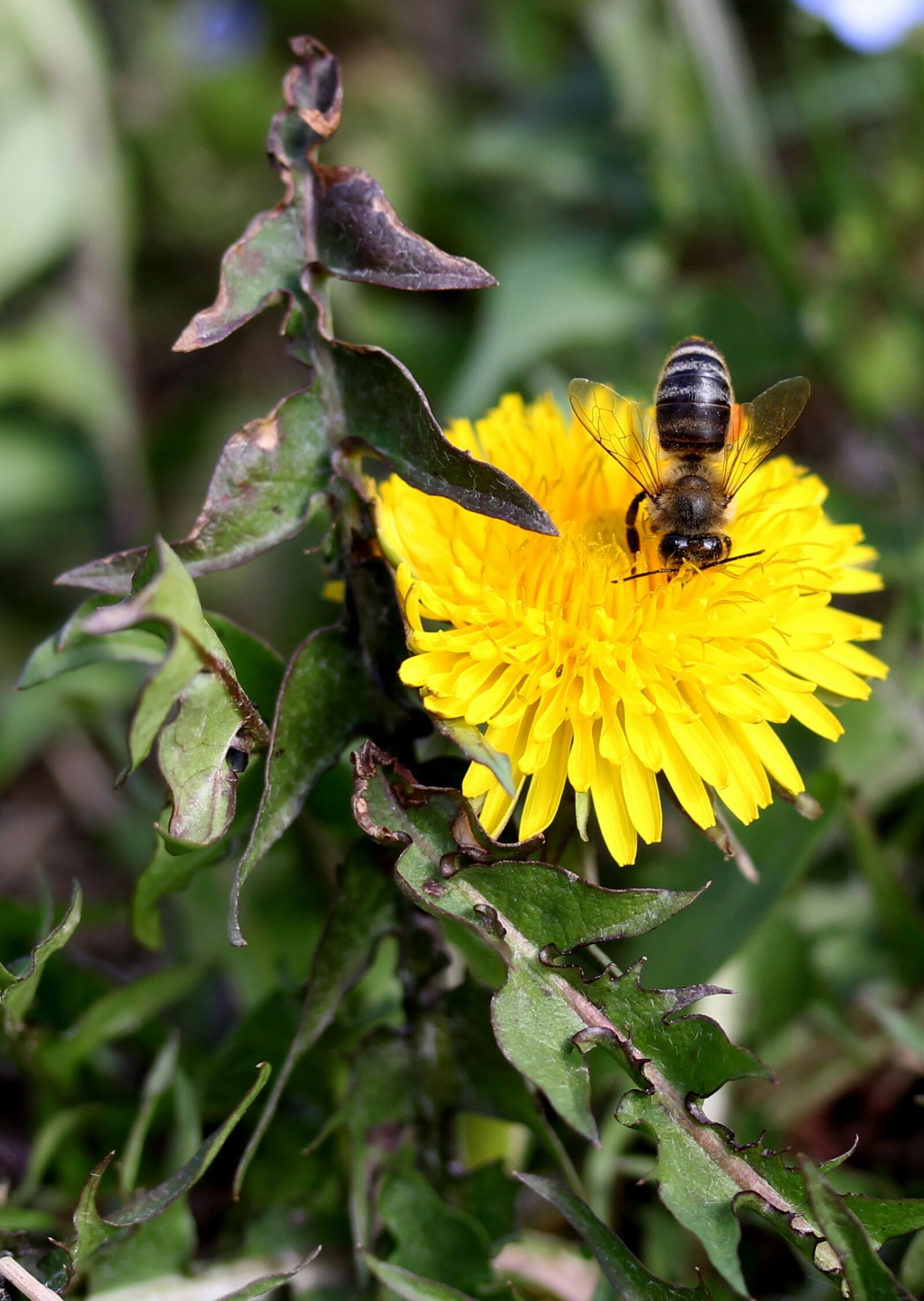 Canon EF-S 60mm F2.8 Macro USM sample photo. Dandelion, bee, yellow photography