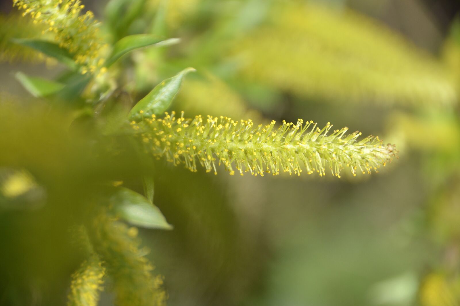 Nikon D3200 sample photo. Nature, plant, leaf photography