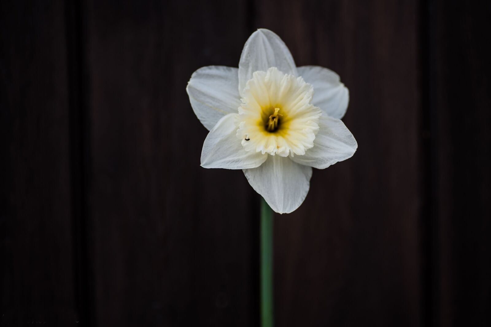 Nikon D700 sample photo. Blossom, bloom, flower photography