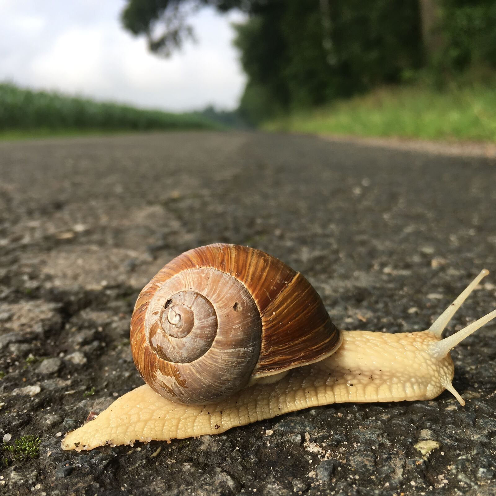 Apple iPhone 6s sample photo. Snail, slowly, shellfish photography