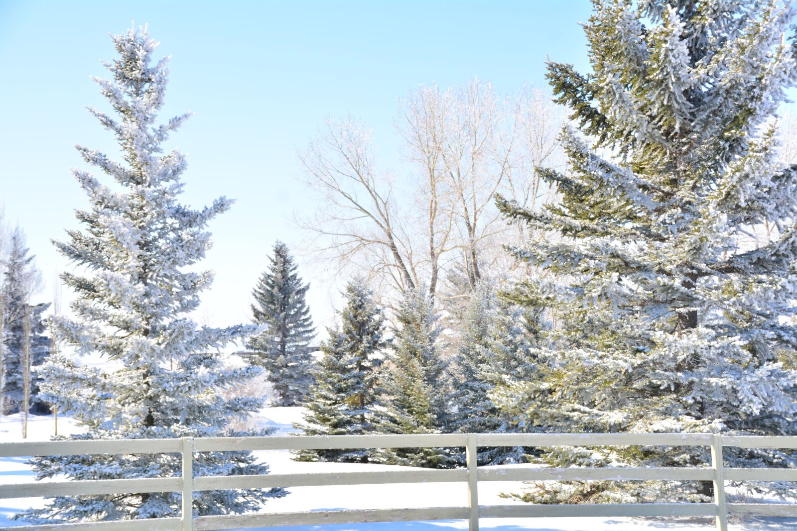 Nikon D5200 sample photo. Alberta, winter, trees photography