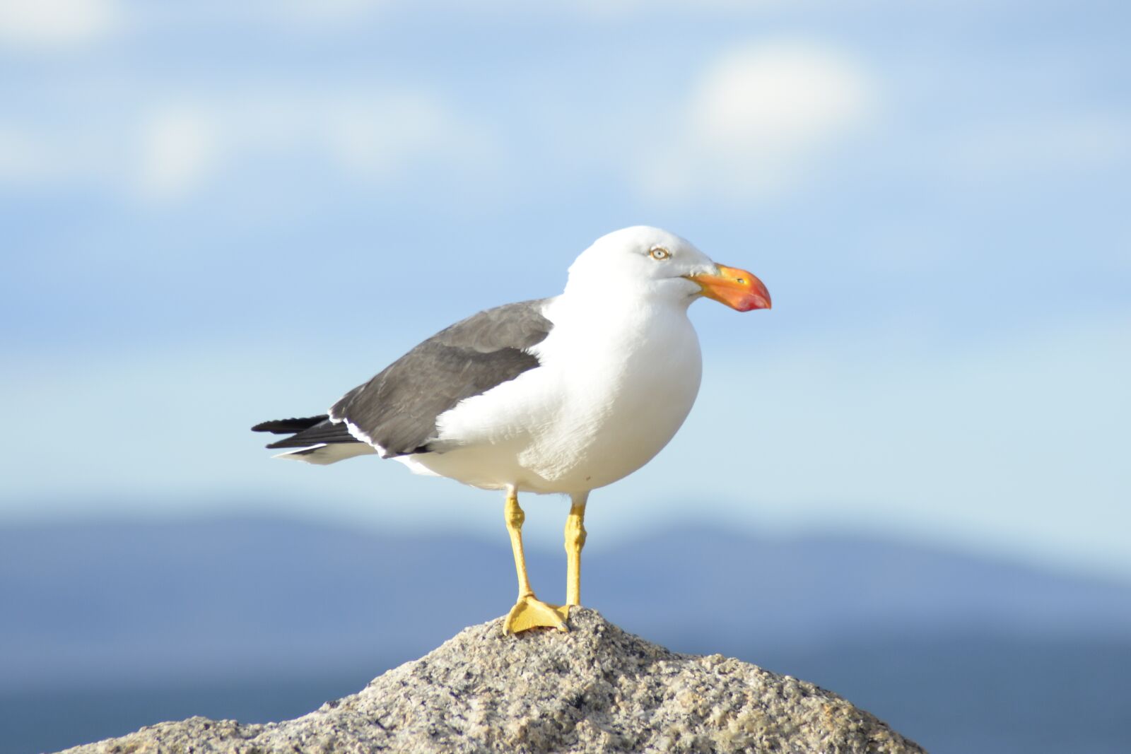 Nikon D610 sample photo. Bird, seagull, nature photography