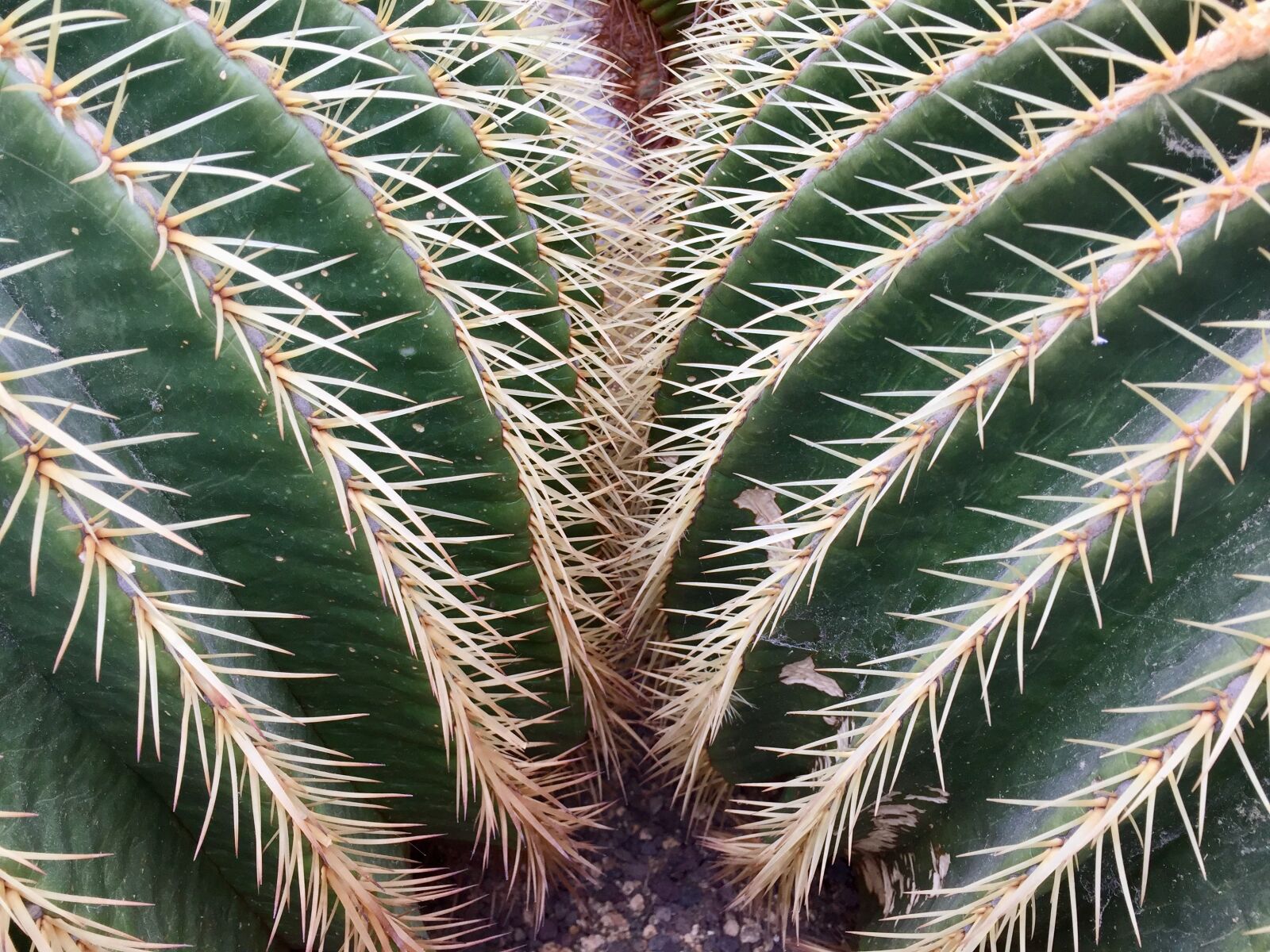 iPhone 6 back camera 4.15mm f/2.2 sample photo. Cactus, thorns, plant photography