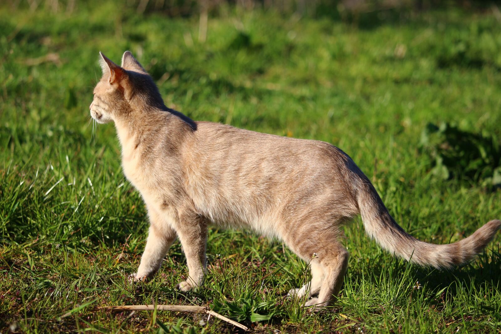 Canon EOS 100D (EOS Rebel SL1 / EOS Kiss X7) sample photo. Cat, kitten, breed cat photography