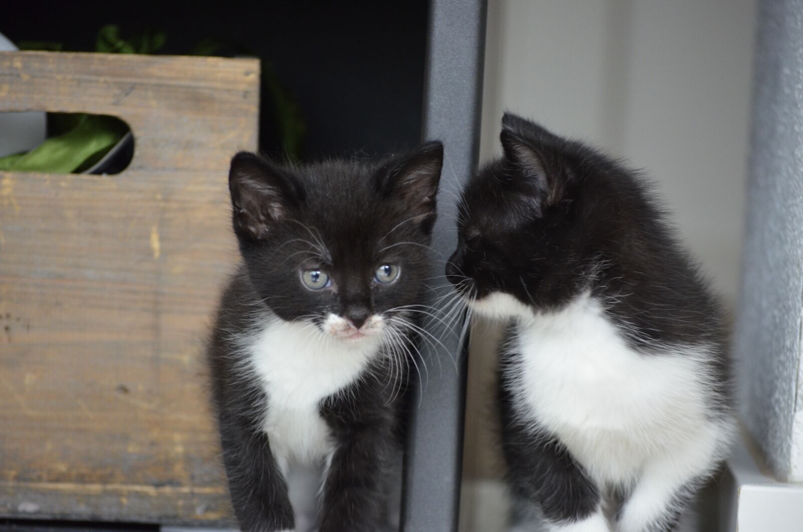 Nikon D5100 sample photo. Twins, cat, kitten photography