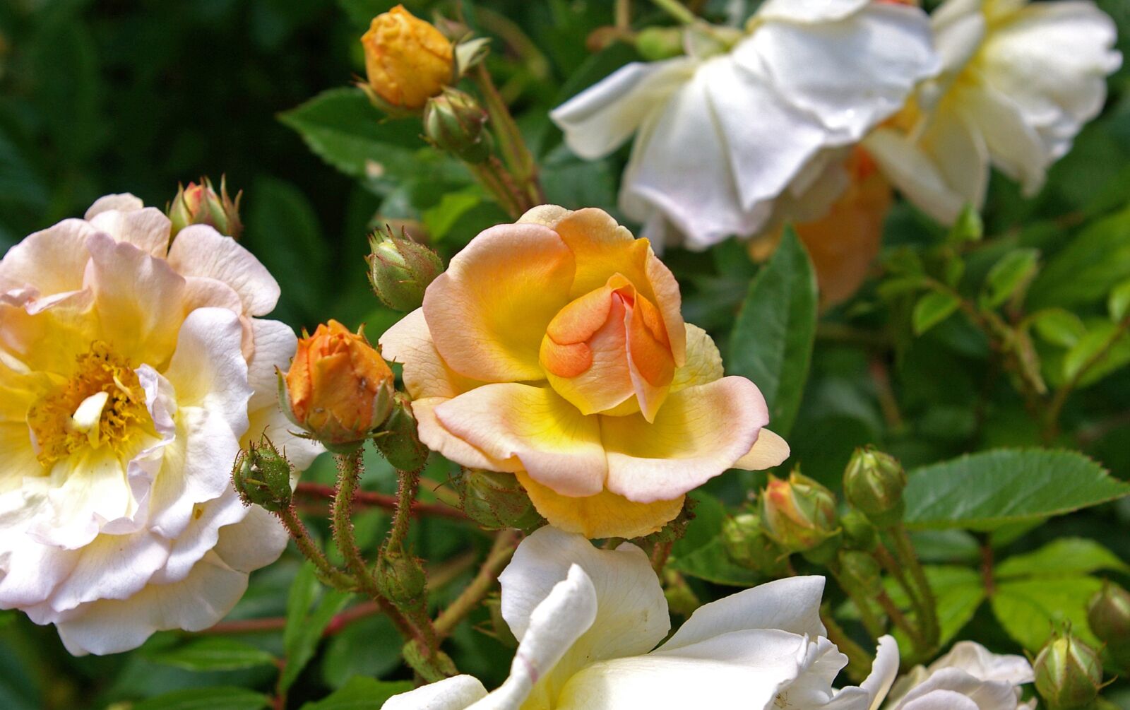 Pentax *ist DL2 sample photo. Ghischlaine de filigonde, rose photography