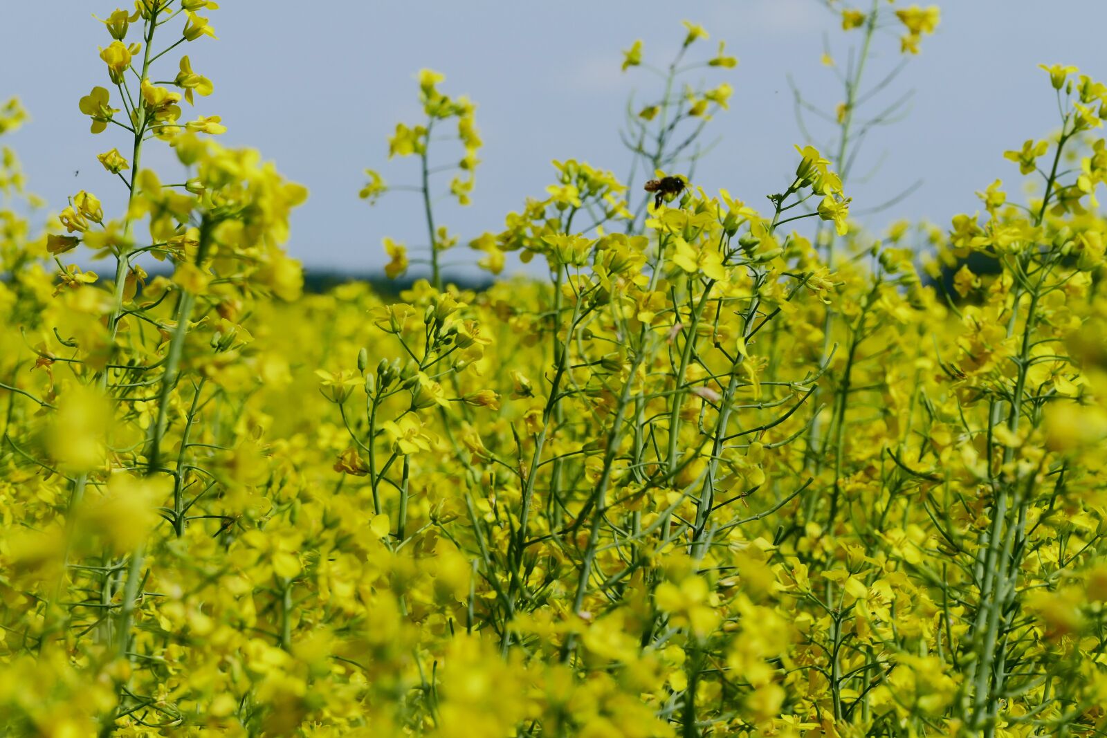 Panasonic Lumix DMC-FZ1000 sample photo. Colza, rape, plant photography