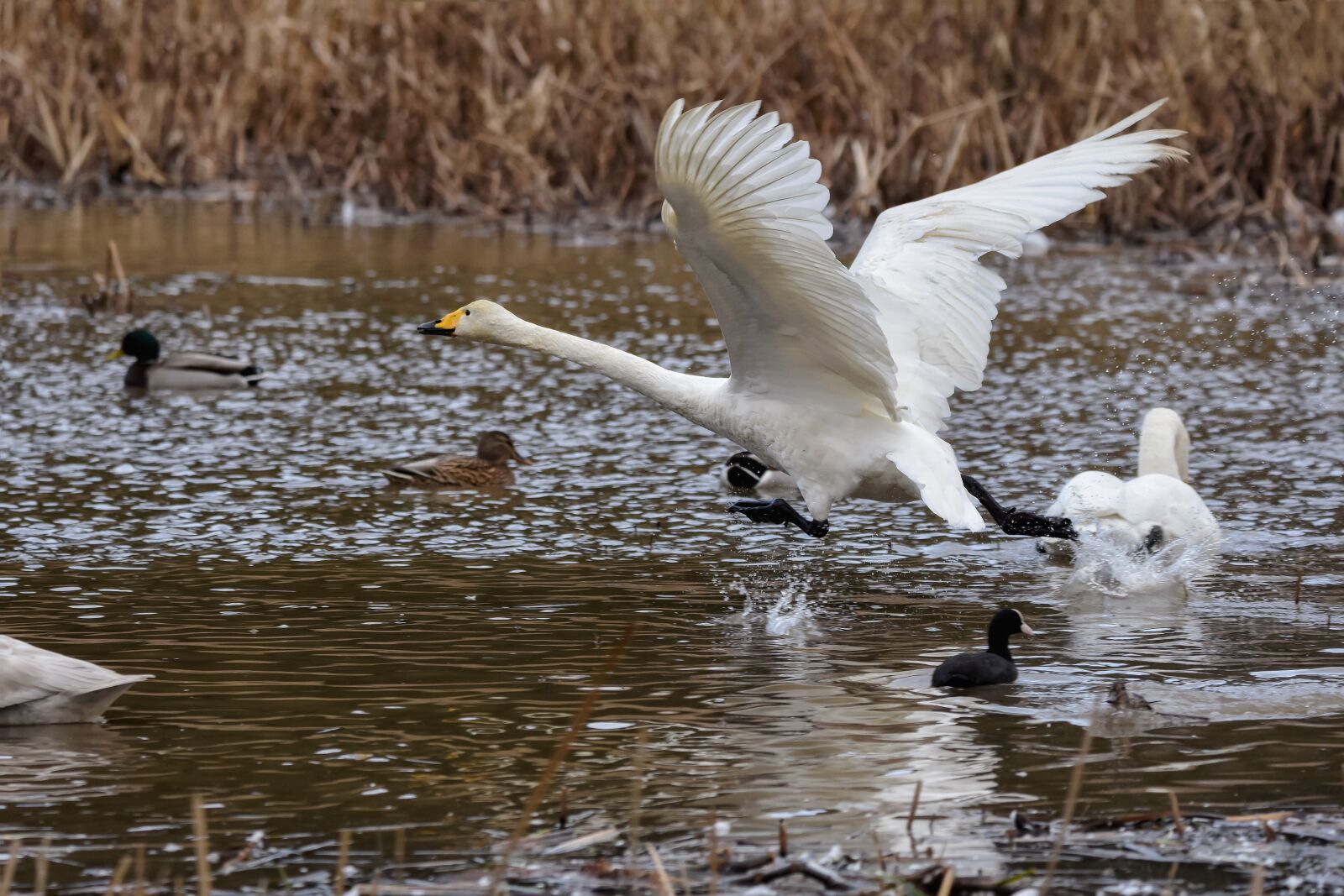Nikon D7200 sample photo. Animal, pond, water photography