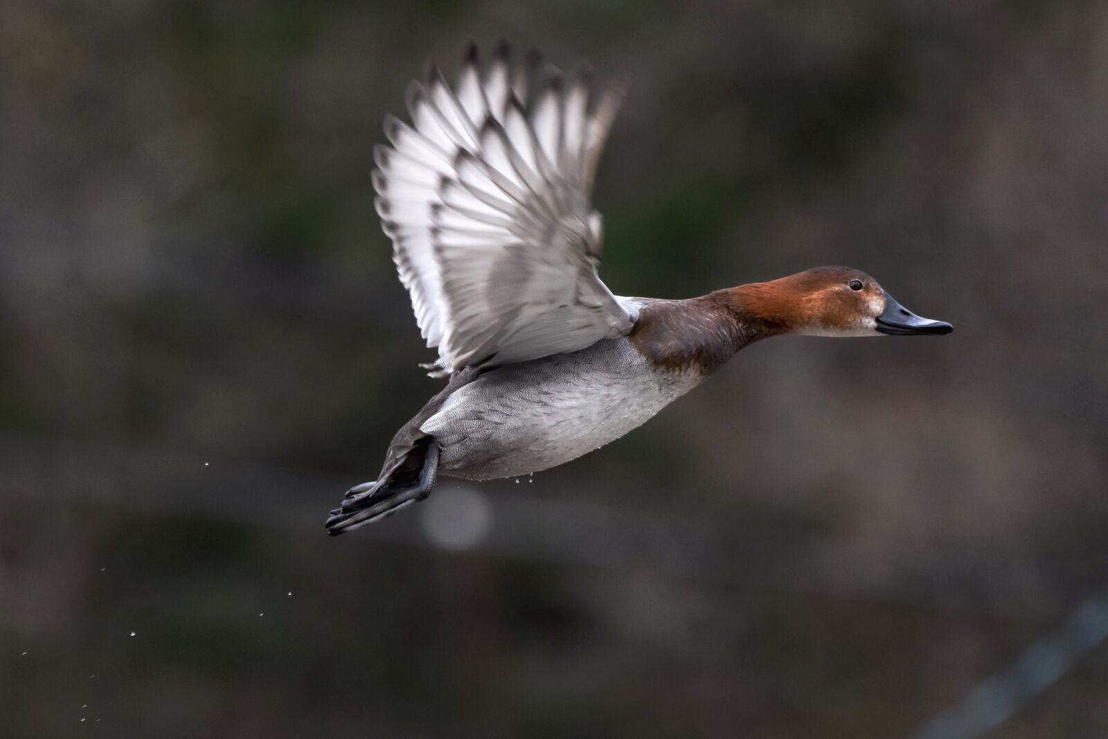 Nikon D7200 sample photo. Animal, pond, bird photography