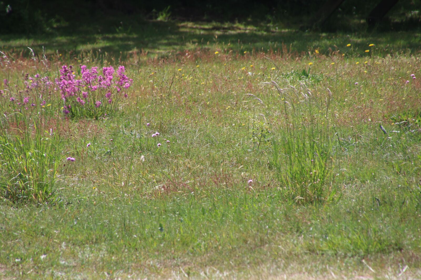 Canon EOS 7D Mark II sample photo. Flowers, forest, grass, grass photography