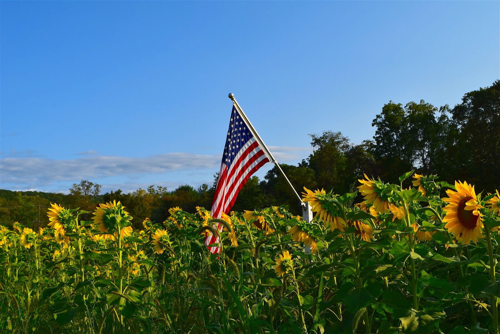 Nikon D3300 sample photo. Sunflower, field, yellow photography