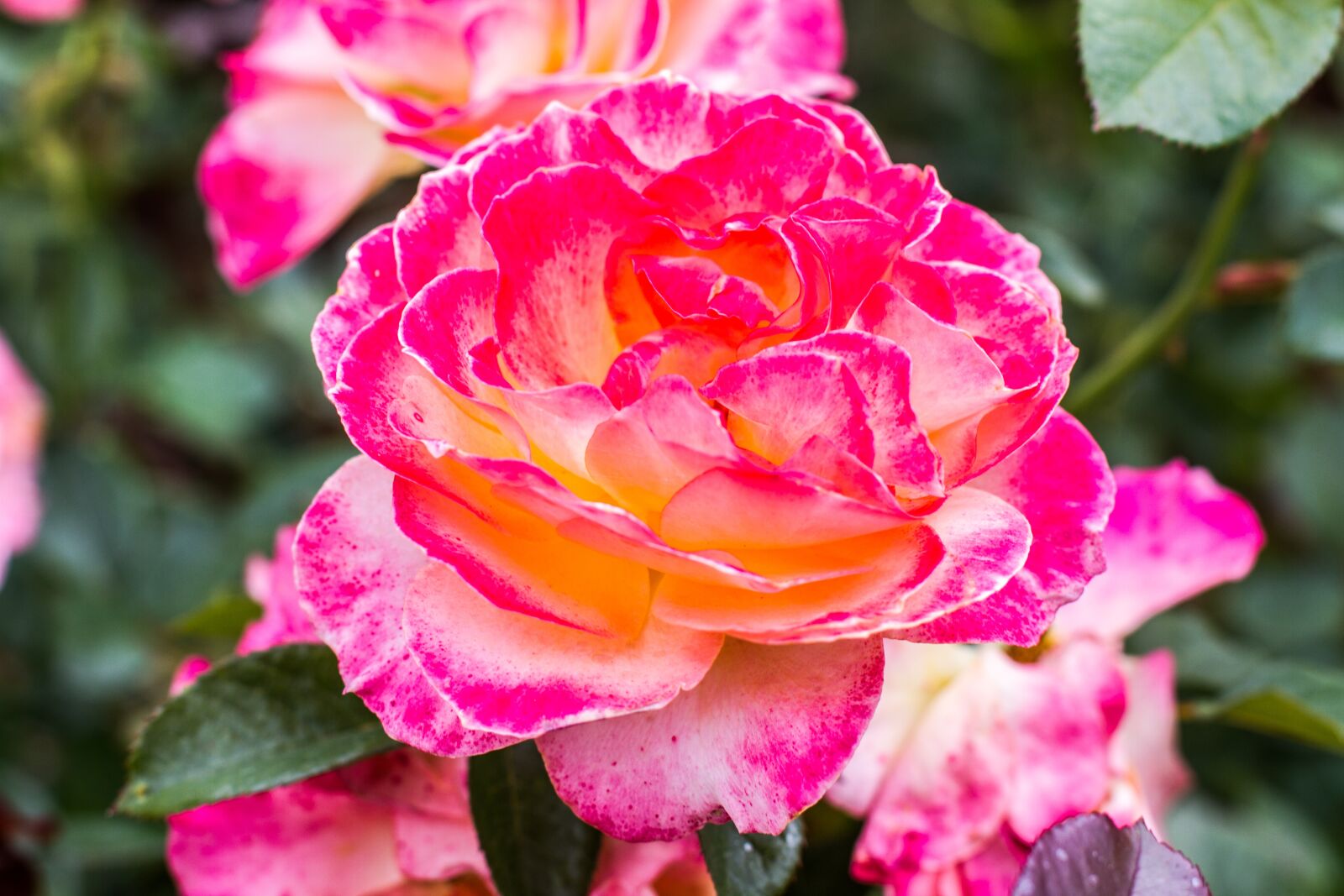 Canon EOS 7D + Canon EF 50mm F1.4 USM sample photo. Pink rose, close up photography
