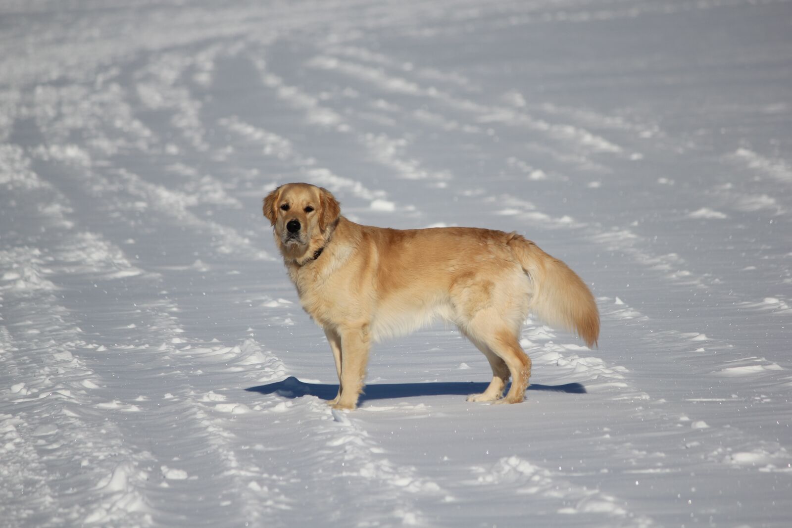 Canon EOS 550D (EOS Rebel T2i / EOS Kiss X4) sample photo. Snow, dog, mammals photography