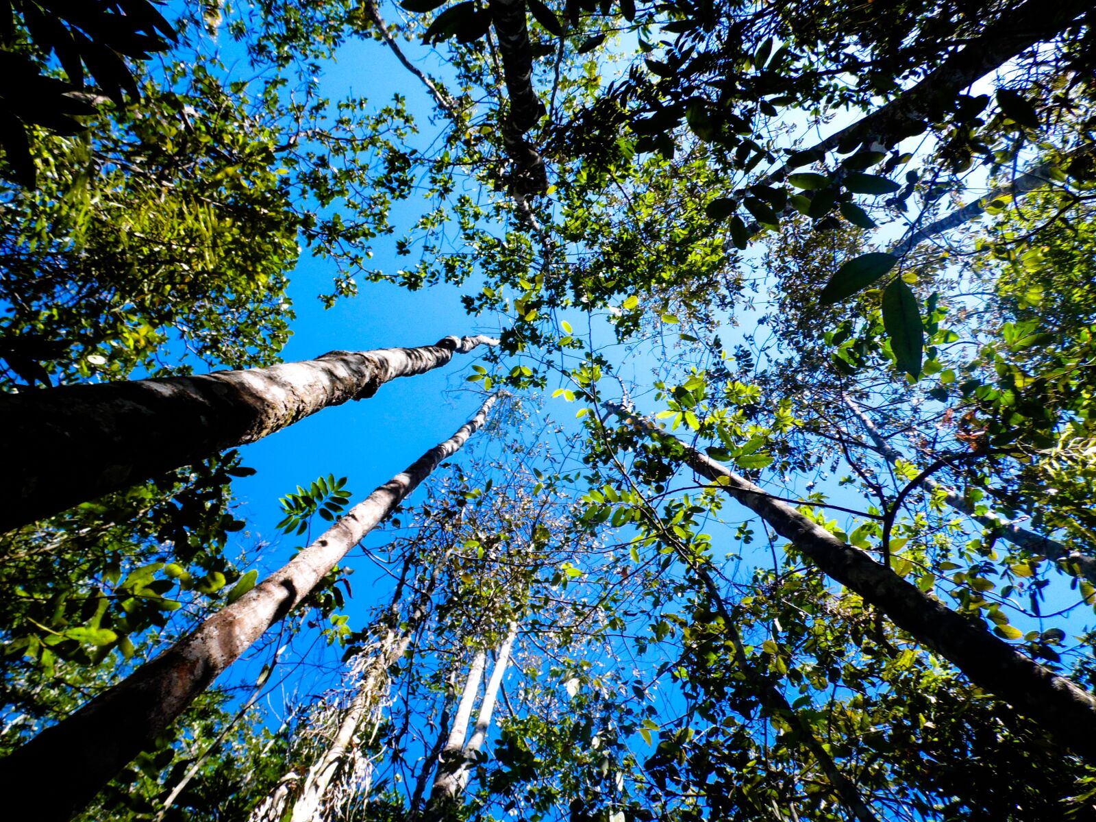 Samsung WB100/  WB101 sample photo. Nature, trees, blue sky photography