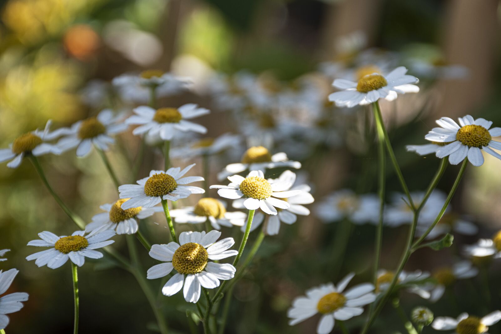 Nikon D5500 sample photo. Flowers, daisy, spring photography