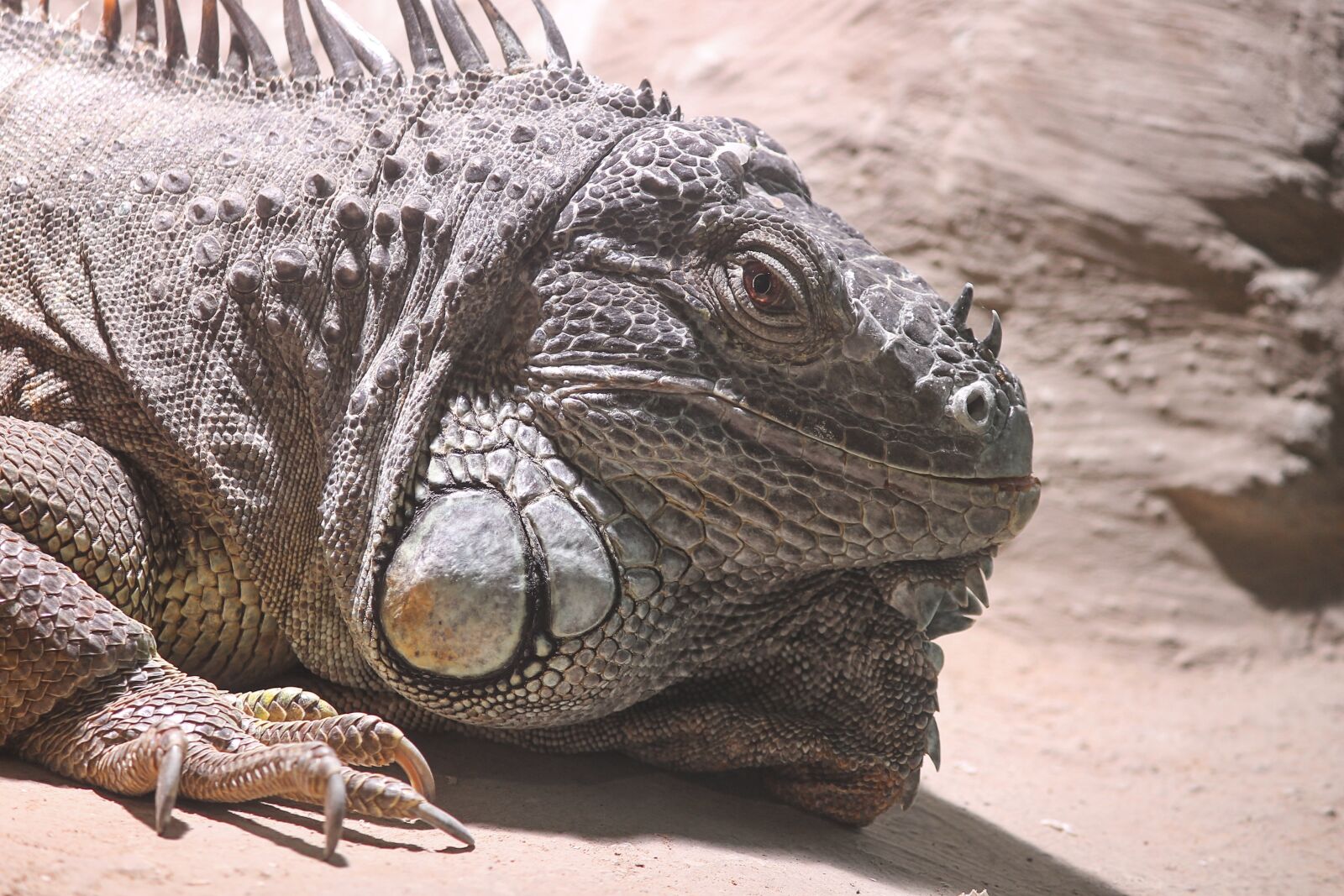 Canon EOS 1100D (EOS Rebel T3 / EOS Kiss X50) sample photo. Iguana, green iguana, iguana photography