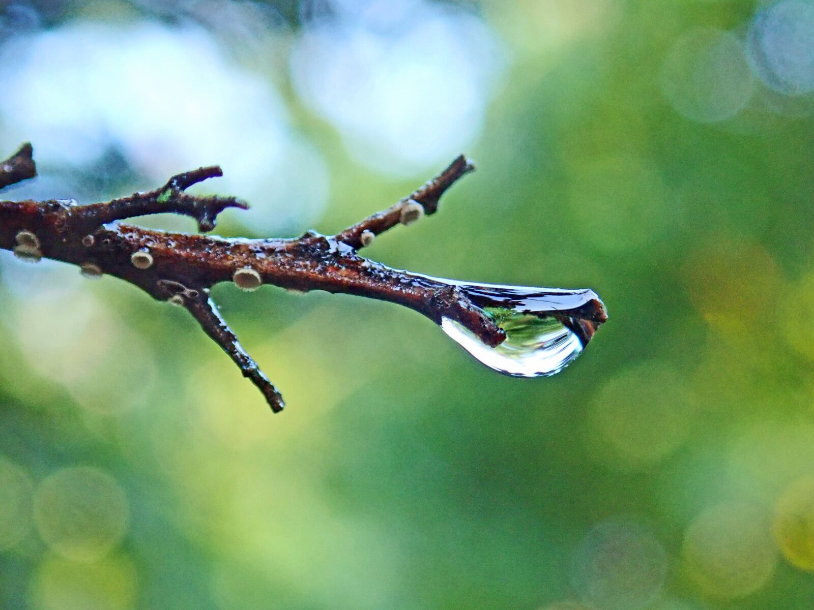 Olympus TG-5 sample photo. Rain drop, water, twig photography
