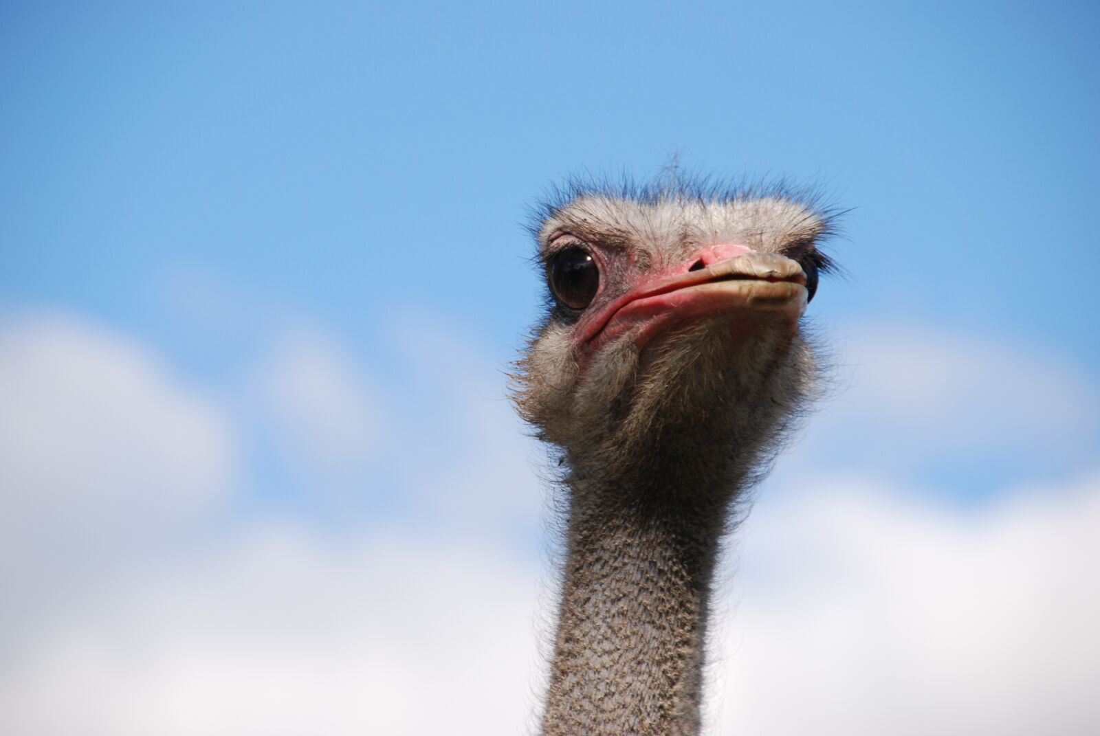 Nikon D80 sample photo. Bird, ostrich, neck photography