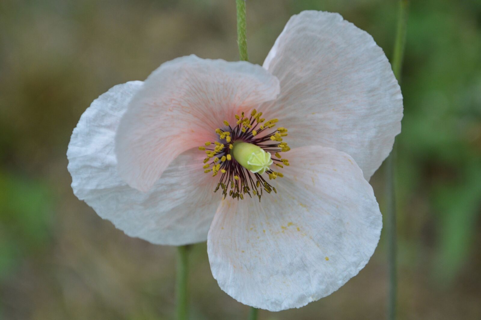 Nikon D3200 sample photo. Mallow, hollyhock flower, flower photography