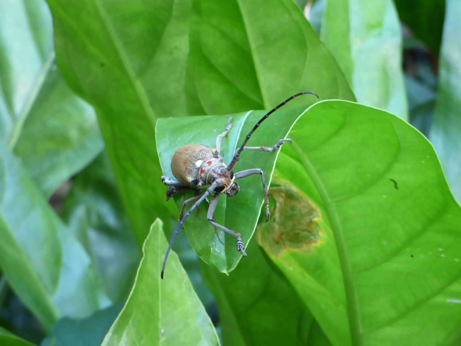 Panasonic Lumix DMC-FZ70 sample photo. Bug, tropical bug, forest photography