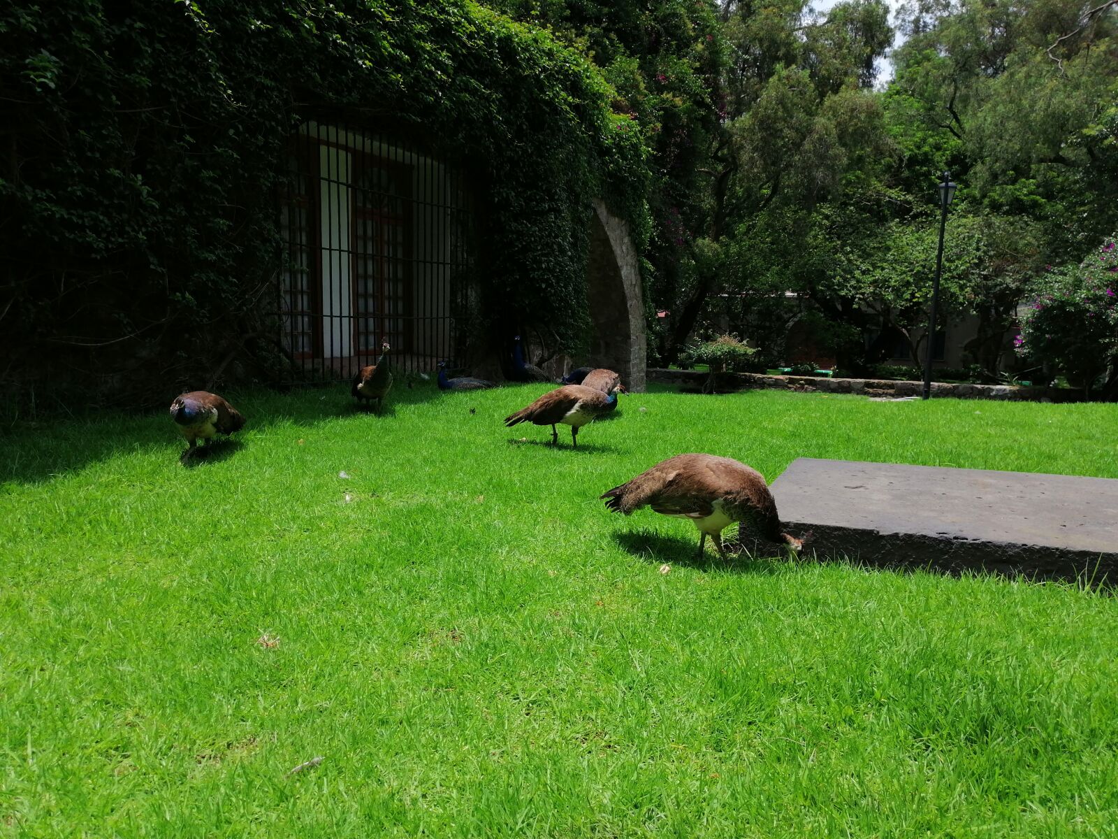 HUAWEI SNE-LX3 sample photo. Grass, peacock, nature photography
