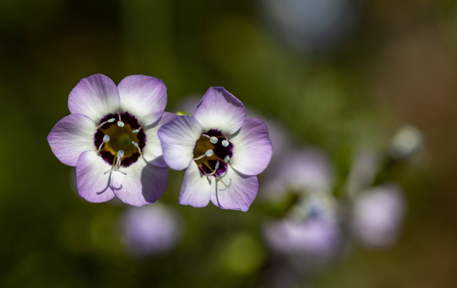 Canon EOS RP sample photo. Flower, wild flower, garden photography