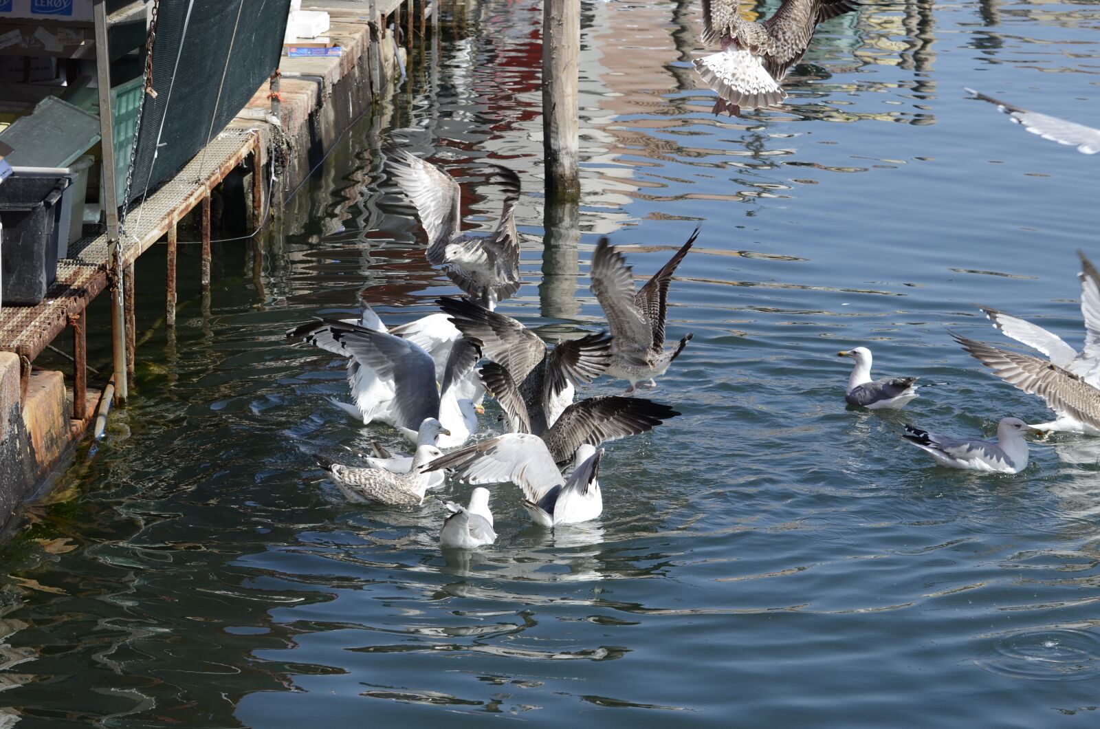 Nikon D7000 sample photo. Seagull, italy, bird photography