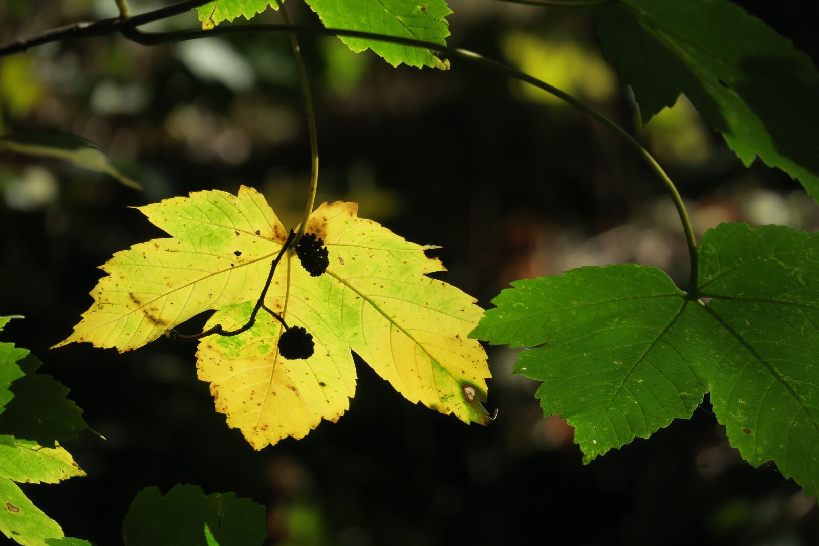 Canon PowerShot G3 X sample photo. Maple leaf, yellow, autumn photography