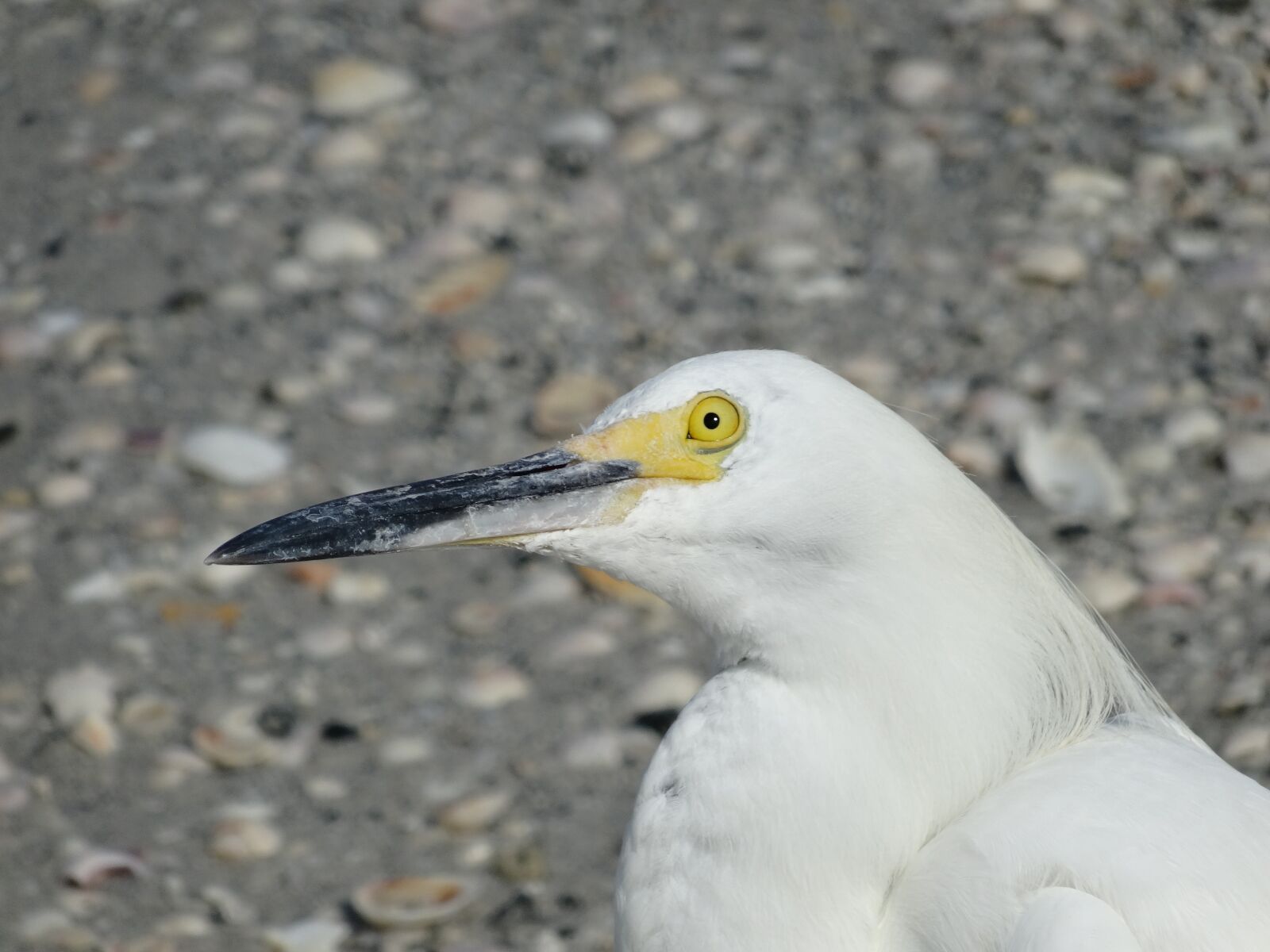 Sony Cyber-shot DSC-WX300 sample photo. Seagull, look, bird photography
