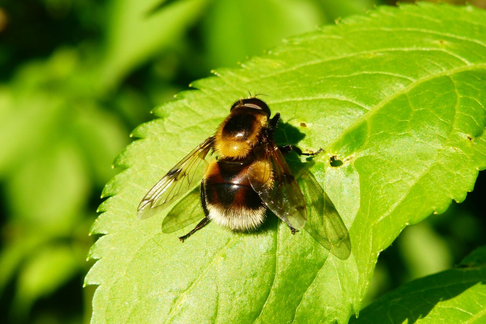 Panasonic Lumix DMC-FZ200 sample photo. Animals, invertebrates, insect photography