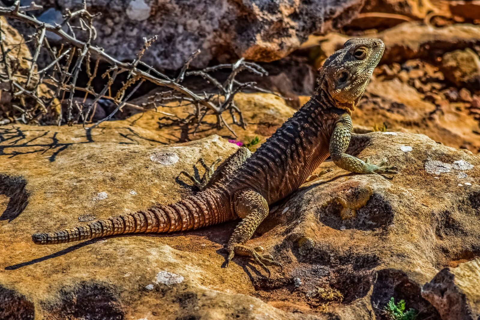 Nikon D3300 sample photo. Stellagama stellio cypriaca, lizard photography