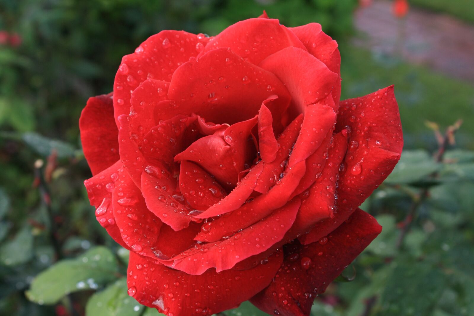Canon EOS 1000D (EOS Digital Rebel XS / EOS Kiss F) sample photo. Rose, red, red rose photography