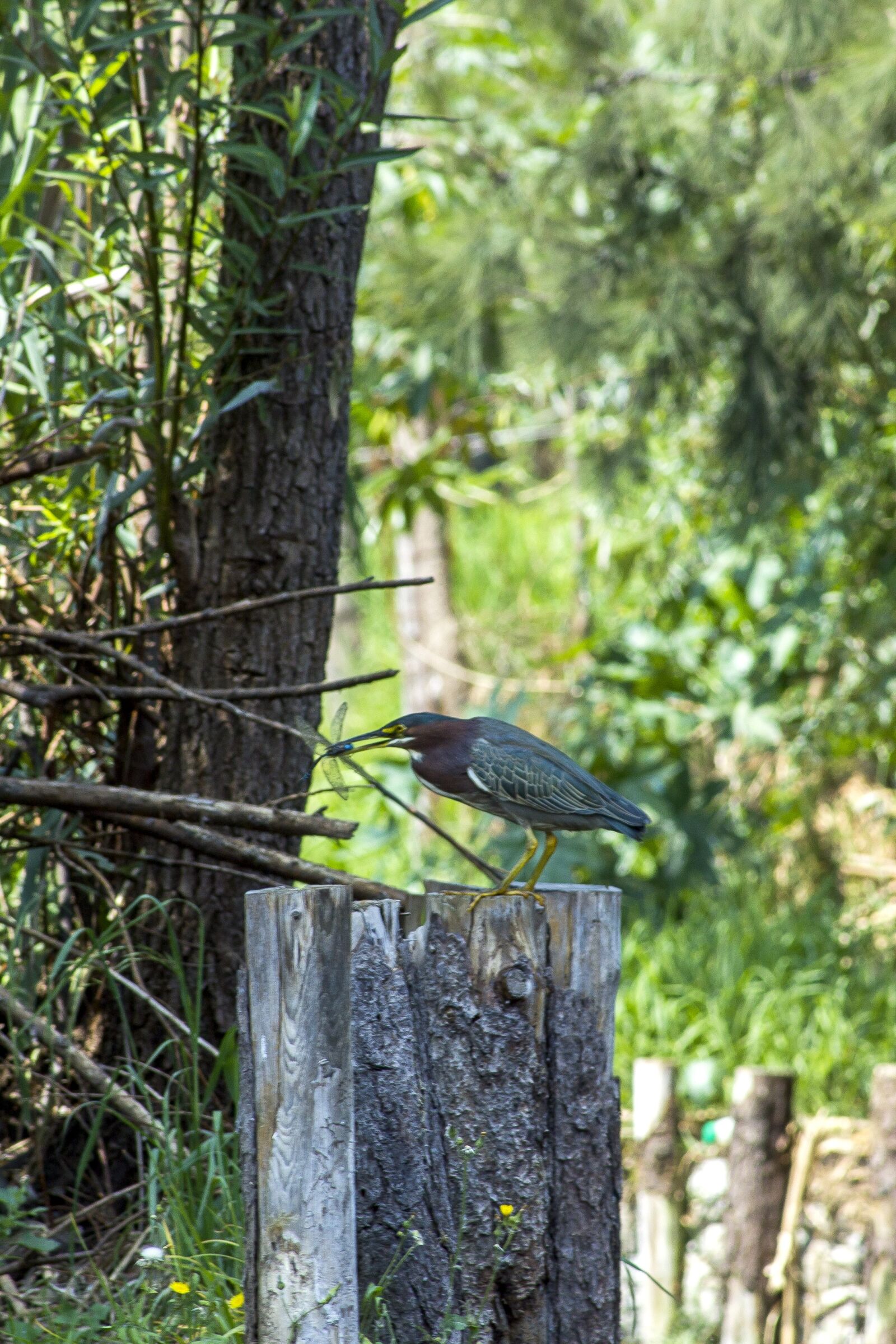 Canon EF 28-135mm F3.5-5.6 IS USM sample photo. Nature, animal, wildlife photography